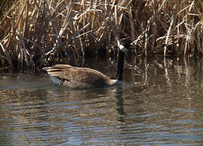 Canada Goose.jpg