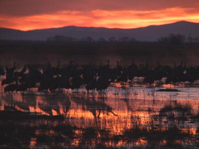 Cranes at Dawn.jpg