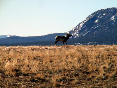 Game Trail Elk.jpg