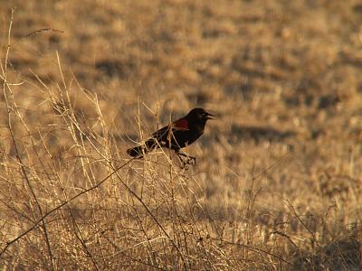 Redwing Blackbird.jpg