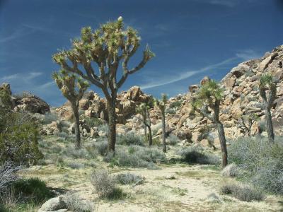 Joshua Trees