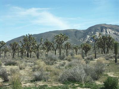 Field Of Trees