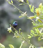 Sunbird male.JPG