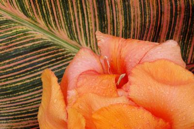 9/4/04 - Cana Lily