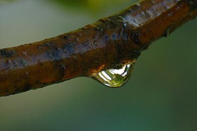 9/5/04 - Dew Drop Study