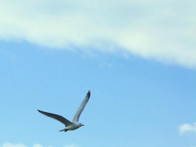 Second Seagull Lovestory