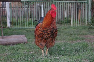 10215512-www-mangl-at.jpg