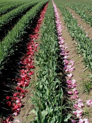 u41/ericnoel/medium/32632298.cuttulipfieldrows.jpg