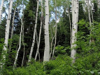 Utah Forest