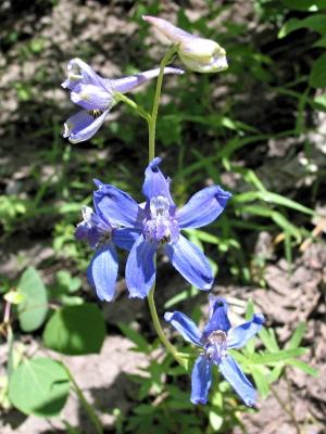 Wildflowers