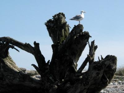 Seagull Perched on Log
