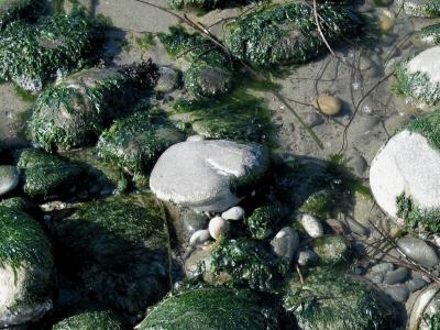 Rocks and Algae