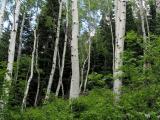 Utah Forest