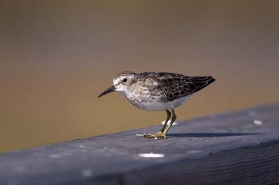 Least Sandpiper