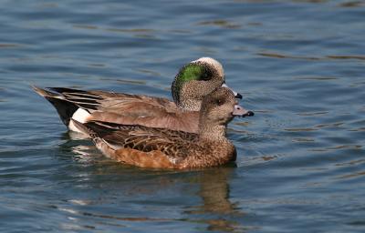 American Wigeons