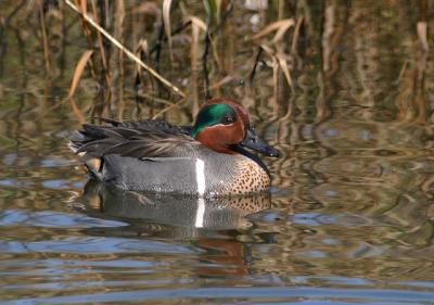 Green-winged Teal