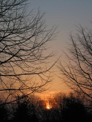 Trees in sunrise