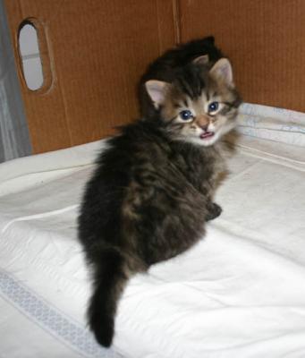 One of Cibors firstborn sons.