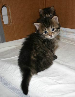 C kitten2.jpg