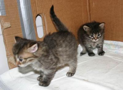 C kitten3.jpg