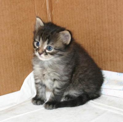 C kitten corner.jpg