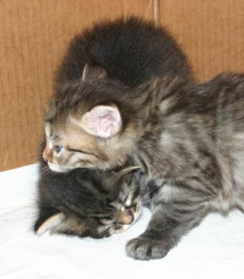 C kitten play.jpg