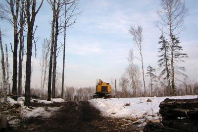 Logging 118 copy.jpg