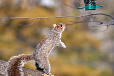 squirrel_versus_man