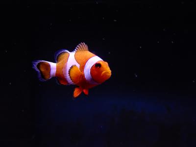 u41/fastuno/medium/25622698.Nemo.jpg