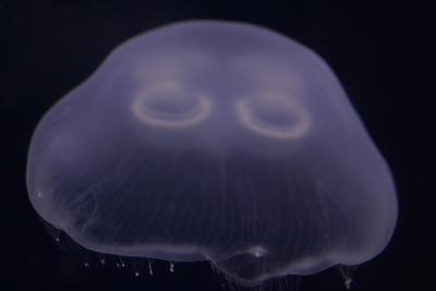 u41/fastuno/medium/26512914.Jellyfish.jpg