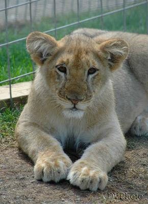 Lioness.jpg