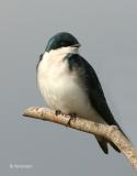 Tree Swallow