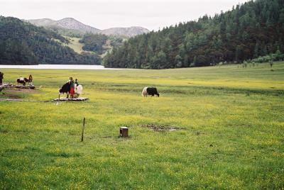 u41/florapong/medium/33232027.lijiang30.jpg
