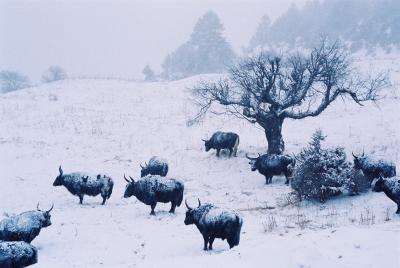 Truly ShangriLa - Yaks fighting the bitterly cold weather