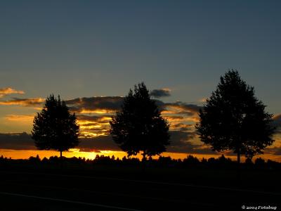 Trees and sunset