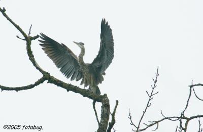 Heron spreading wings