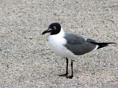 Laughing Gull