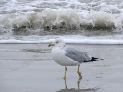 Ring-Billed Gull