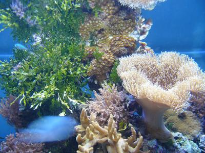 Coral at Moody Aquarium