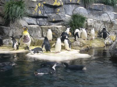 King Penguins in Moody Aquarium