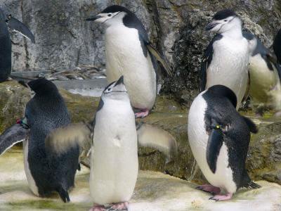 King Penguins in Moody Aquarium