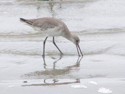 Semipalmated Sandpiper