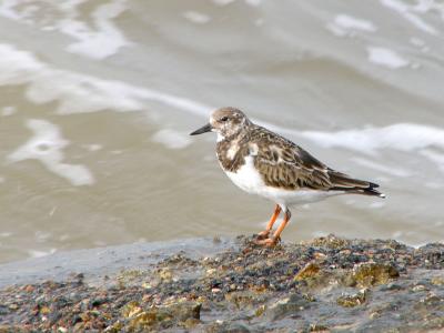 Ruddy Turnstone