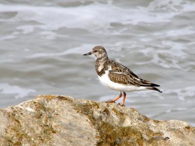 Ruddy Turnstone