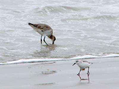 Semipalmated and Sanderling Sandpipers