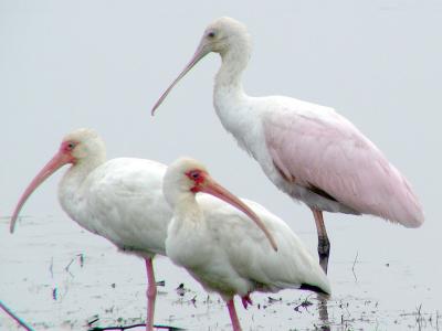 White Ibis and Roseate Spoonbill