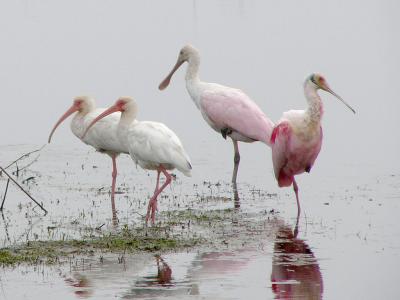 White Ibis and Roseate Spoonbills