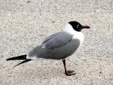 Laughing Gull