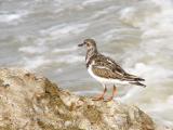 Ruddy Turnstone