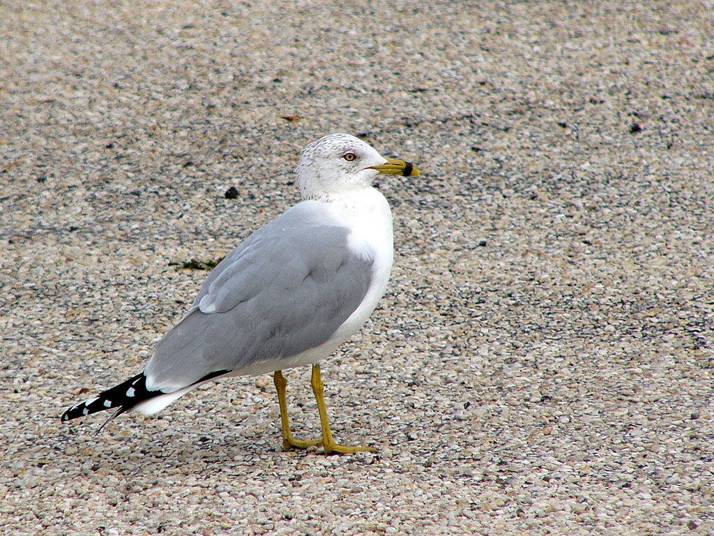 Ring-Billed Gull